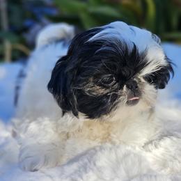 Girl 2 - Black and white female Shih Tzu puppy in Tucson, Arizona from Dollface Shih Tzu