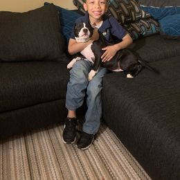American Staffordshire Terrier Puppies from America's Best