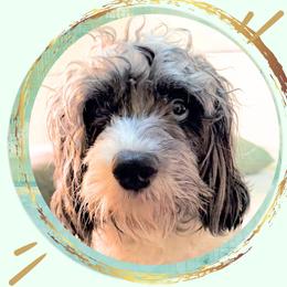 Margaret Atwoof - Cavapoo