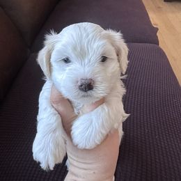 Snow - White male Havanese puppy in Chaska, Minnesota from Happy Paws Havanese