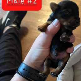 Yorkshire Terrier Puppies from Precious Paws LLC