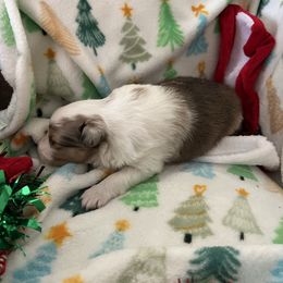 Rusty - Sable merle and white male Shetland Sheepdog puppy in Kerville, Texas from Cedar Hill Kennels