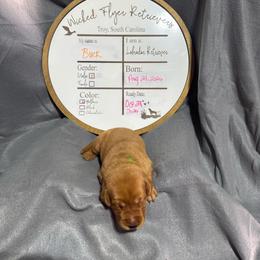 Buck - green collar - Yellow male Labrador Retriever puppy in Troy, South Carolina from Wicked Flyer Retrievers