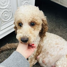 Rue - Poodle