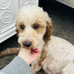 Rue - Poodle