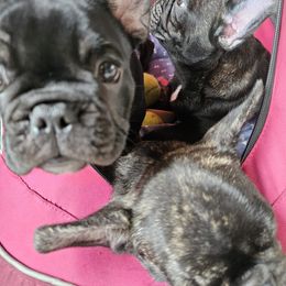French Bulldog Puppies from Luna and London’s Puppies