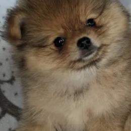 Pomeranians from Marli Pomeranians