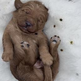 Goldendoodle Puppies from Rustic Road Doodles