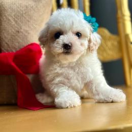 Miracle - White female Poodle puppy in Adolphus, Kentucky from Deerly Poodles