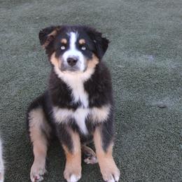 Smudge - Black tri-color male Australian Shepherd puppy in Sonoita, Arizona from Gardner Canyon Kennels