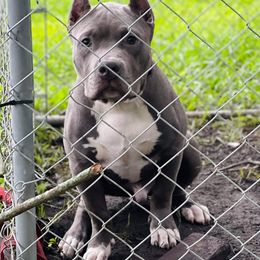 American Bully Puppies from XLRG BULLIES