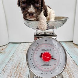 Boy 3 - Poodle puppy in Inman, South Carolina from Raynebow Rose Poodles