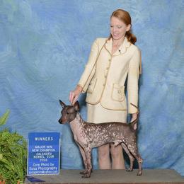 American Hairless Terriers from Dark Knight Kennel