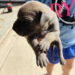 Boy 3 - Fawn male Great Dane puppy in Devine, Texas from Texas Devine Danes & Aussies