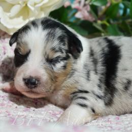 Sarah - Blue merle female Australian Shepherd puppy in Placerville, California from BFF Aussies