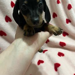 Howard - Black and tan male Dachshund puppy in Springfield, Tennessee from Savannah’s Doxie Palace