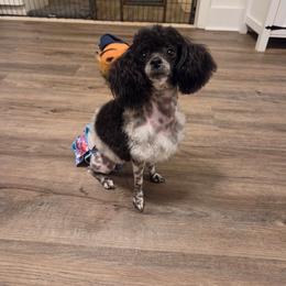 Xabelle - Poodle