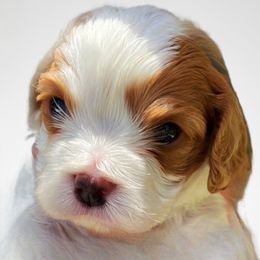 WALKER - Blenheim male Cavapoo puppy in Lexington, Kentucky from Callaway's Cavaliers