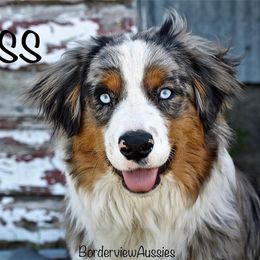 Boss - Miniature American Shepherd