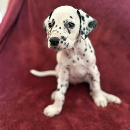 Raps (rapunzel) - White and black female Dalmatian puppy in Tulsa, Oklahoma from White House Dals