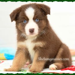Jingle - Red tri female Miniature Australian Shepherd puppy in Ellsinore, Missouri from Shebang Aussies