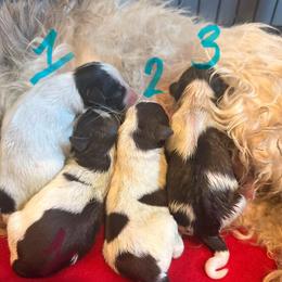 Beau  (Boy 1) - Parti male Miniature Schnauzer puppy in Scottsboro, Alabama from EsKay Mini Schnauzers