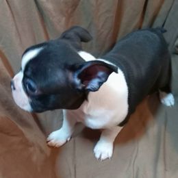 Boston Terrier Puppies from Park Kennel