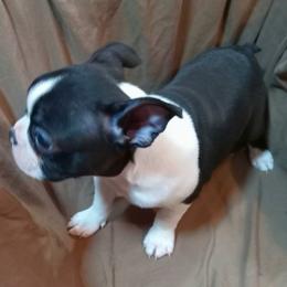 Boston Terrier Puppies from Park Kennel