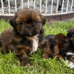 Shih Tzus from AKC Shih Tzu of California