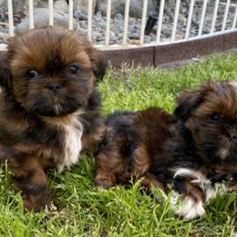 Shih Tzus from AKC Shih Tzu of California