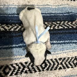 Captain - Blue male Australian Cattle Dog puppy in Marana, Arizona from Cactus Heelers Arizona