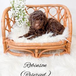Robinson - Chocolate female Goldendoodle puppy in from Pink Poodles and Doodles