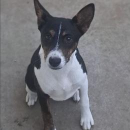 Nia - Black brindle and white female Basenji puppy in Tuttle, Oklahoma from Steadfast Farm (SFF)