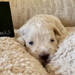 Phoebe - Wheaten female Miniature Schnauzer puppy in Grantsville, Utah from Stellar Schnauzers