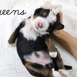 Queens - Tri-color female Bernedoodle puppy in Casa Grande, Arizona from AzDoodle Dandies