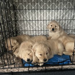 Golden Retriever Puppies from Golden Hour Golden Retrievers