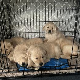 Golden Retriever Puppies from Golden Hour Golden Retrievers