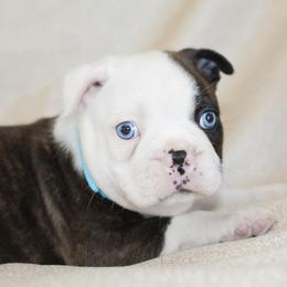 Bandicoot - Black brindle and white male Boston Terrier puppy in Brooksville, Florida from I Love Pups