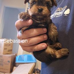 Sebastian - Black and tan male Yorkshire Terrier puppy in West Plains, Missouri from Brinkley Yorkies