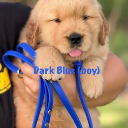 Dark Blue - Golden male Golden Retriever puppy in Mills River, North Carolina from Appalachian Dog Training LLC