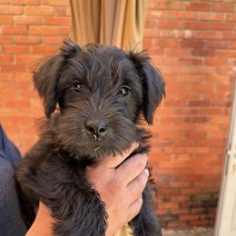 Miniature Schnauzers from Schnazzy Schnauzers