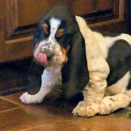 Arthur- Light Blue Collar - Black white and tan male Basset Hound puppy in Duchesne, Utah from HI Desert Hounds