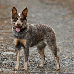 Australian Cattle Dogs and Dachshunds from Double S Kennel