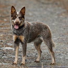 Australian Cattle Dogs and Dachshunds from Double S Kennel
