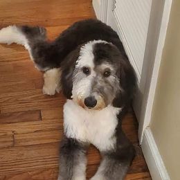 Maisie - Sheepadoodle