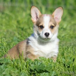 Orange Collar Boy - TRIPLE CLEAR - Sable male Pembroke Welsh Corgi puppy in Lockeford, California from Golden Rose Corgis