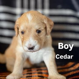 Cedar - Apricot male Goldendoodle puppy in Morriston, Florida from Florida's Joyful Goldendoodles