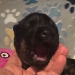 Girl 1 - Black and red female German Shepherd puppy in Rockfield, Kentucky from Cheveyo German Shepherds