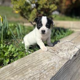 Boris - Black and white male Chihuahua puppy in Berwick, Pennsylvania from Maras puppies