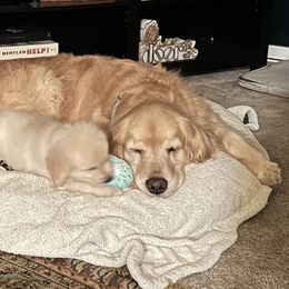 Golden Retriever Puppies from Brody's Golden Retriever Puppies